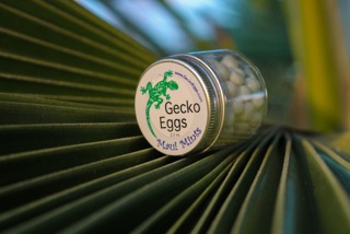 Gecko Eggs